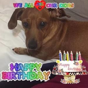 Meet your Posher, Annie